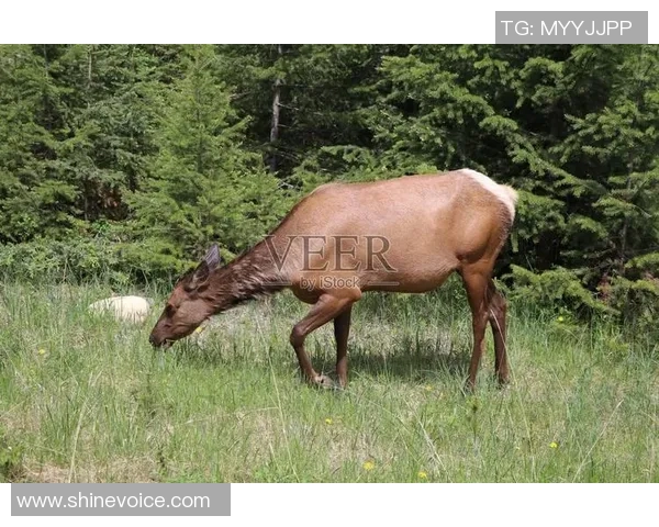 雄鹿队与鹿的精彩对决揭示了篮球与自然的奇妙联系